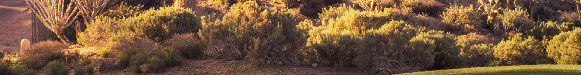 AZ Desert 04