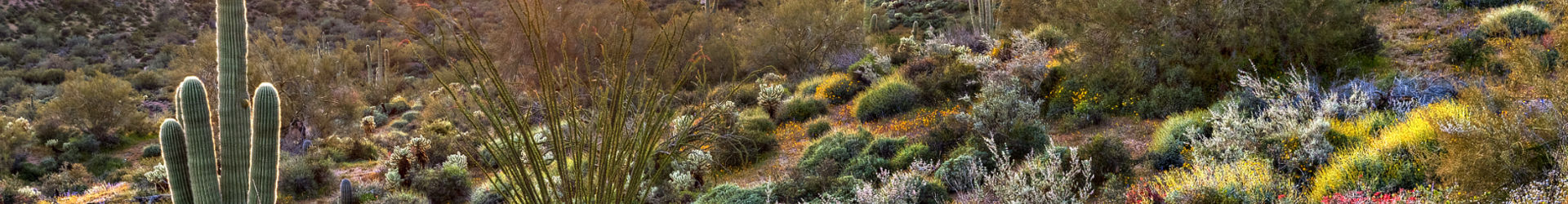 AZ Desert 01
